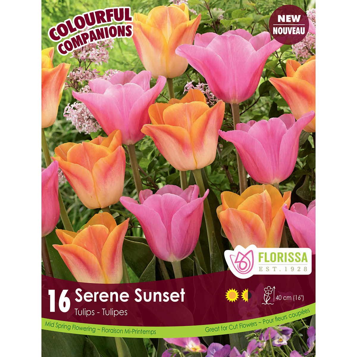 Colourful Companions Tulipa 'Serene Sunset' Bulbs 16PK