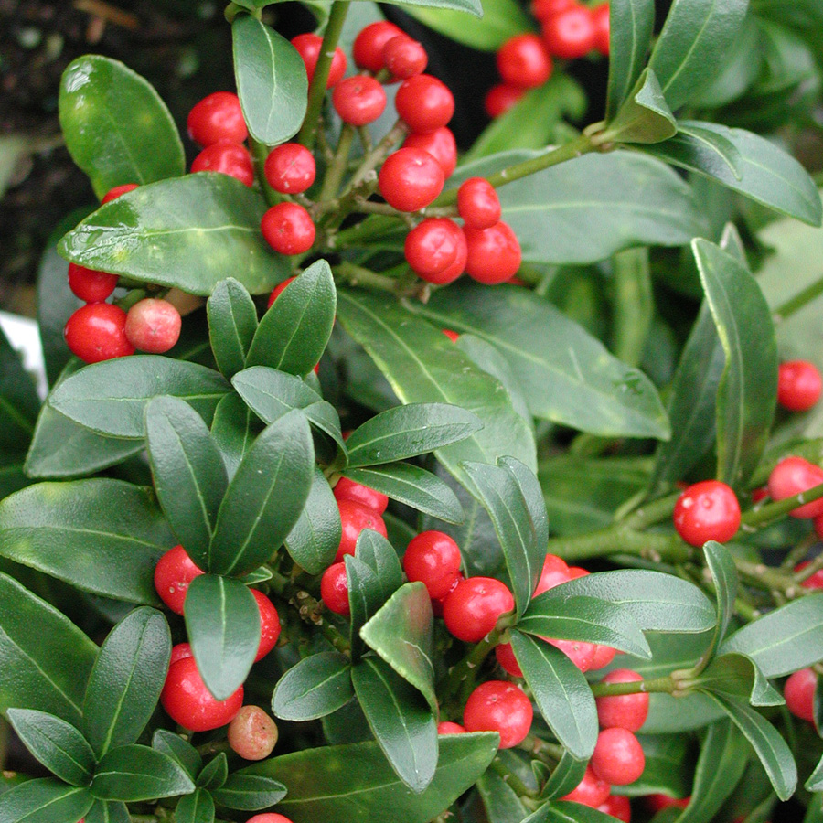 Skimmia japonica