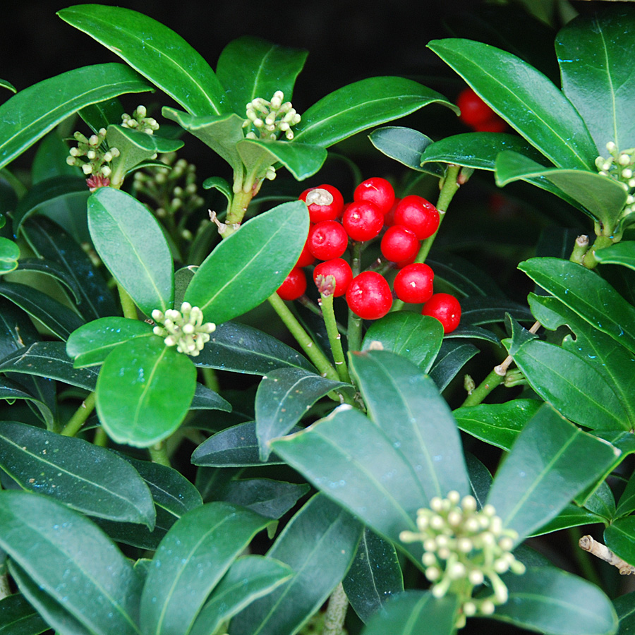 Skimmia japonica 'Reevesiana'