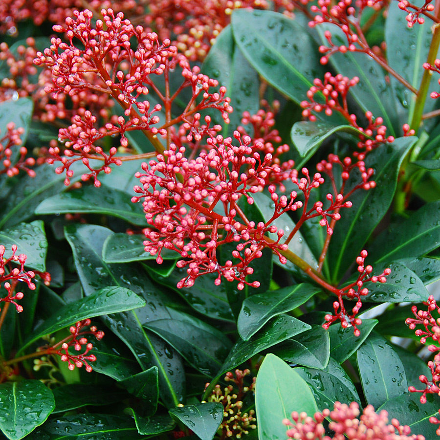 Skimmia japonica 'Rubella' (Male)