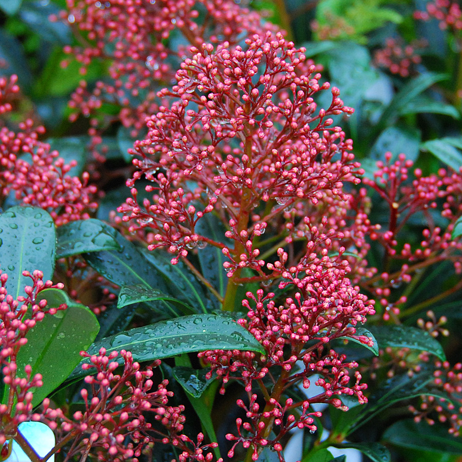 Skimmia japonica 'Rubinetta'