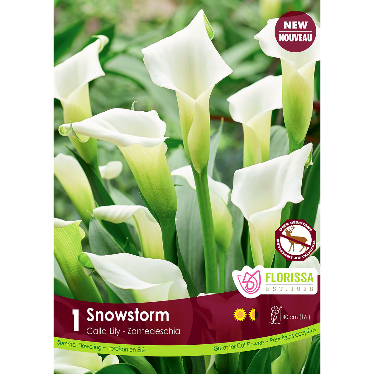 Calla Lily 'Snowstorm' Rhizomes  