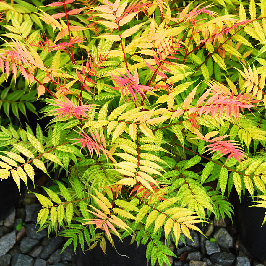 Sorbaria sorbifolia 'Cherry On Top'