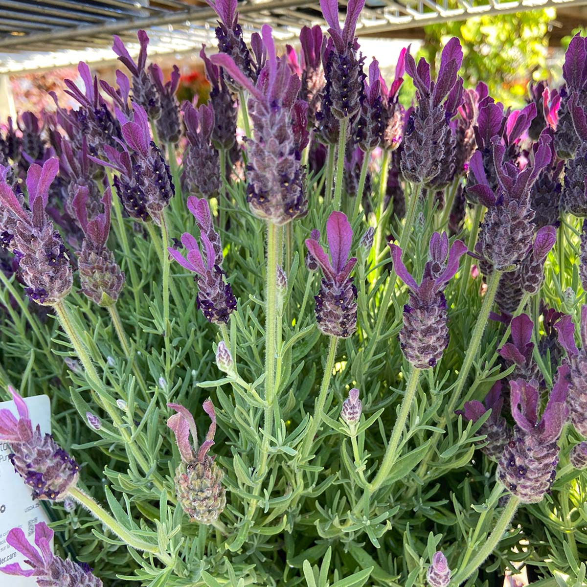 Lavandula stoechas 'Anouk' STD