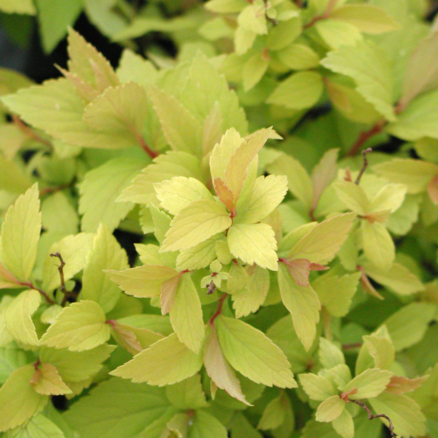 Spiraea japonica 'Goldmound'