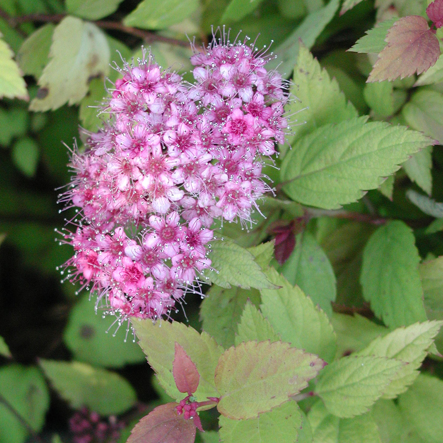 Spiraea japonica 'Magic Carpet'