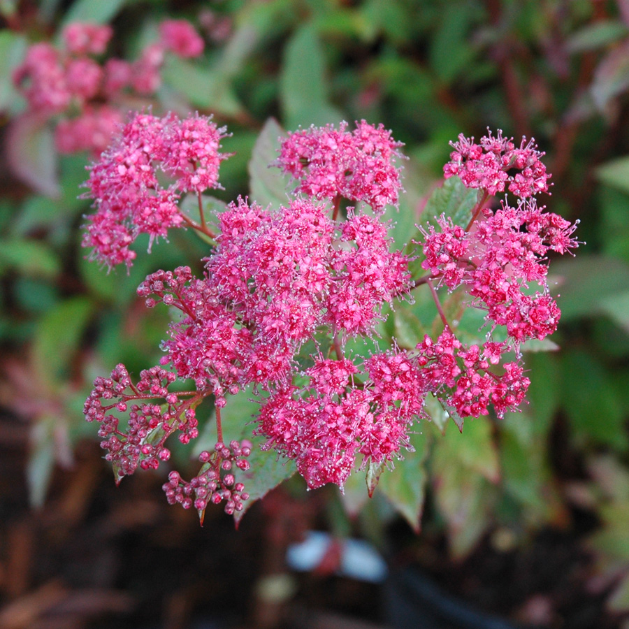 Spiraea bumalda 'Anthony Waterer'