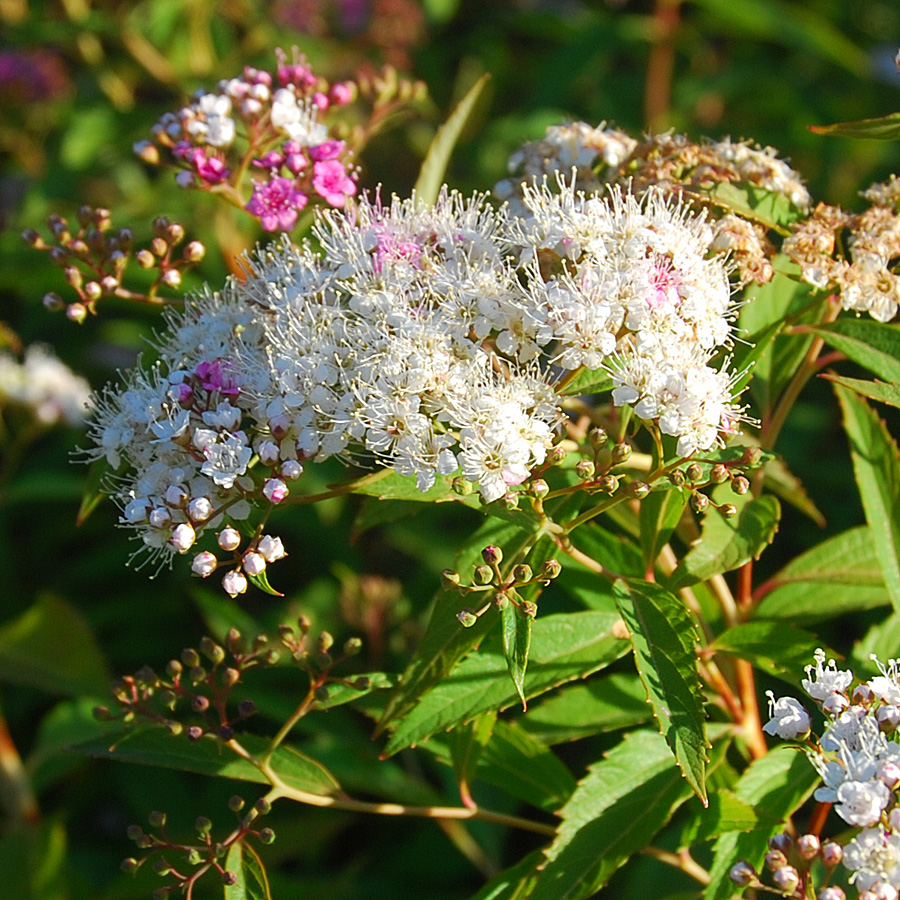 Spiraea japonica 'Shirobana'