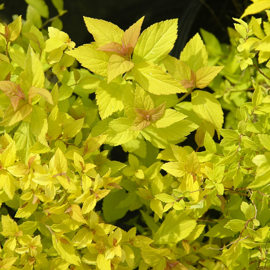 Spiraea japonica 'Goldflame'