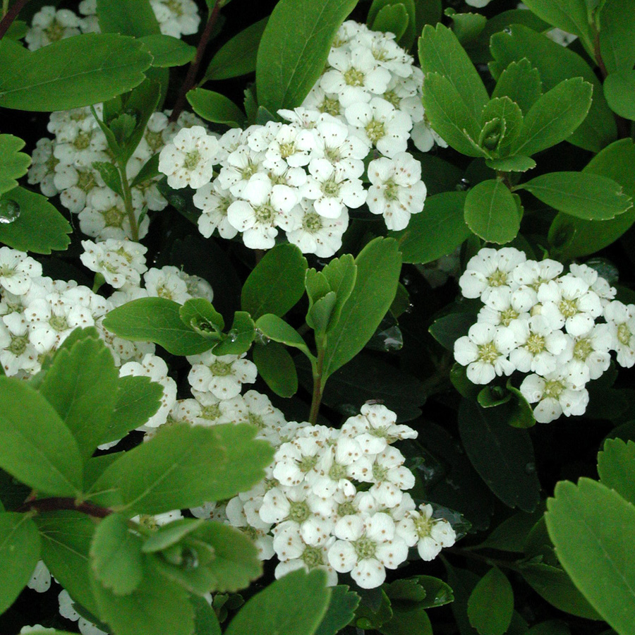 Spiraea nipponica 'Snowmound' 