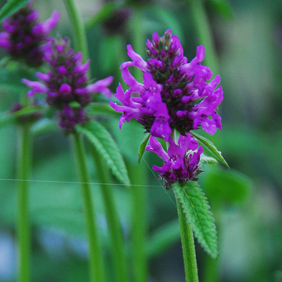 Stachys 'Silver Carpet' 