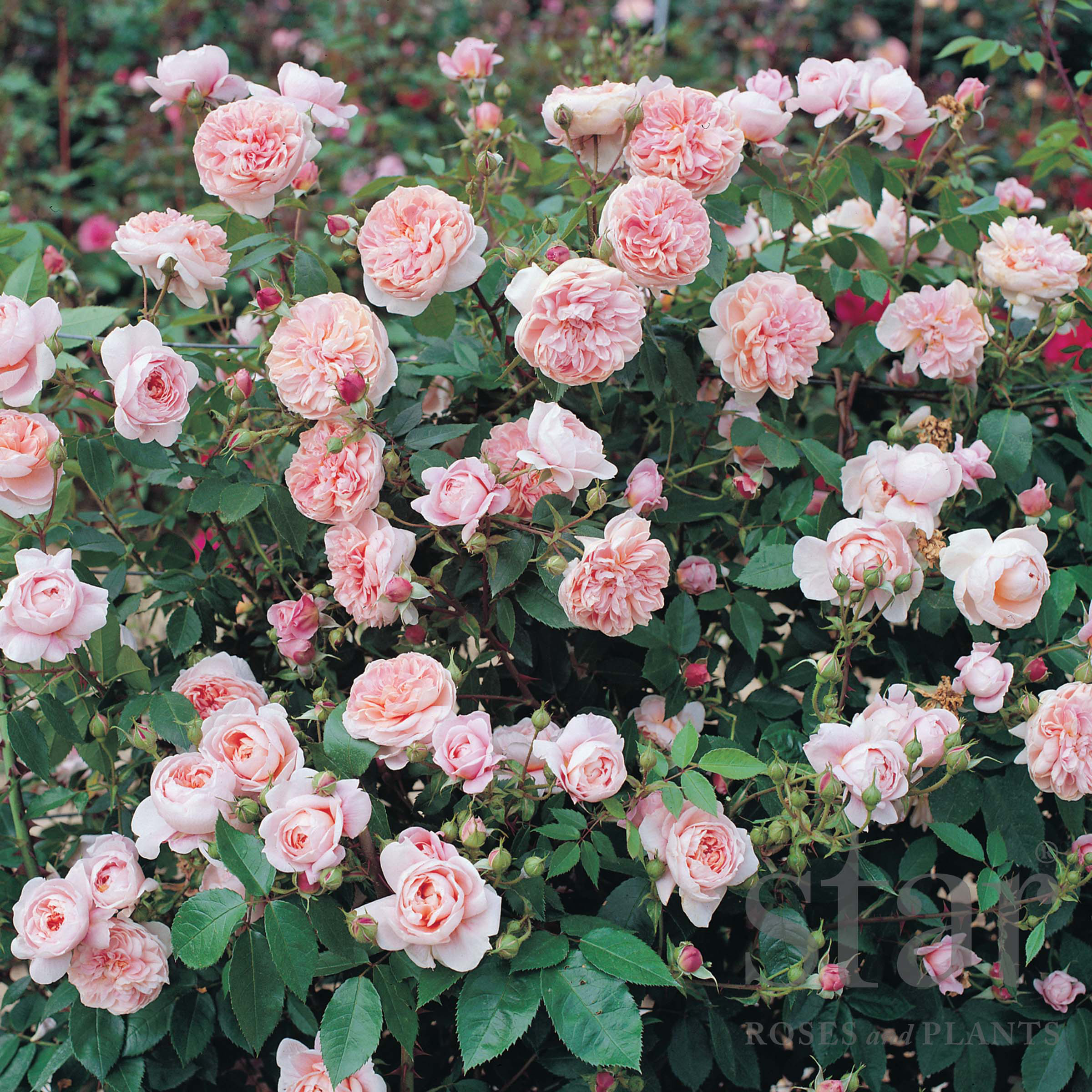Star Roses Colette (2).jpg