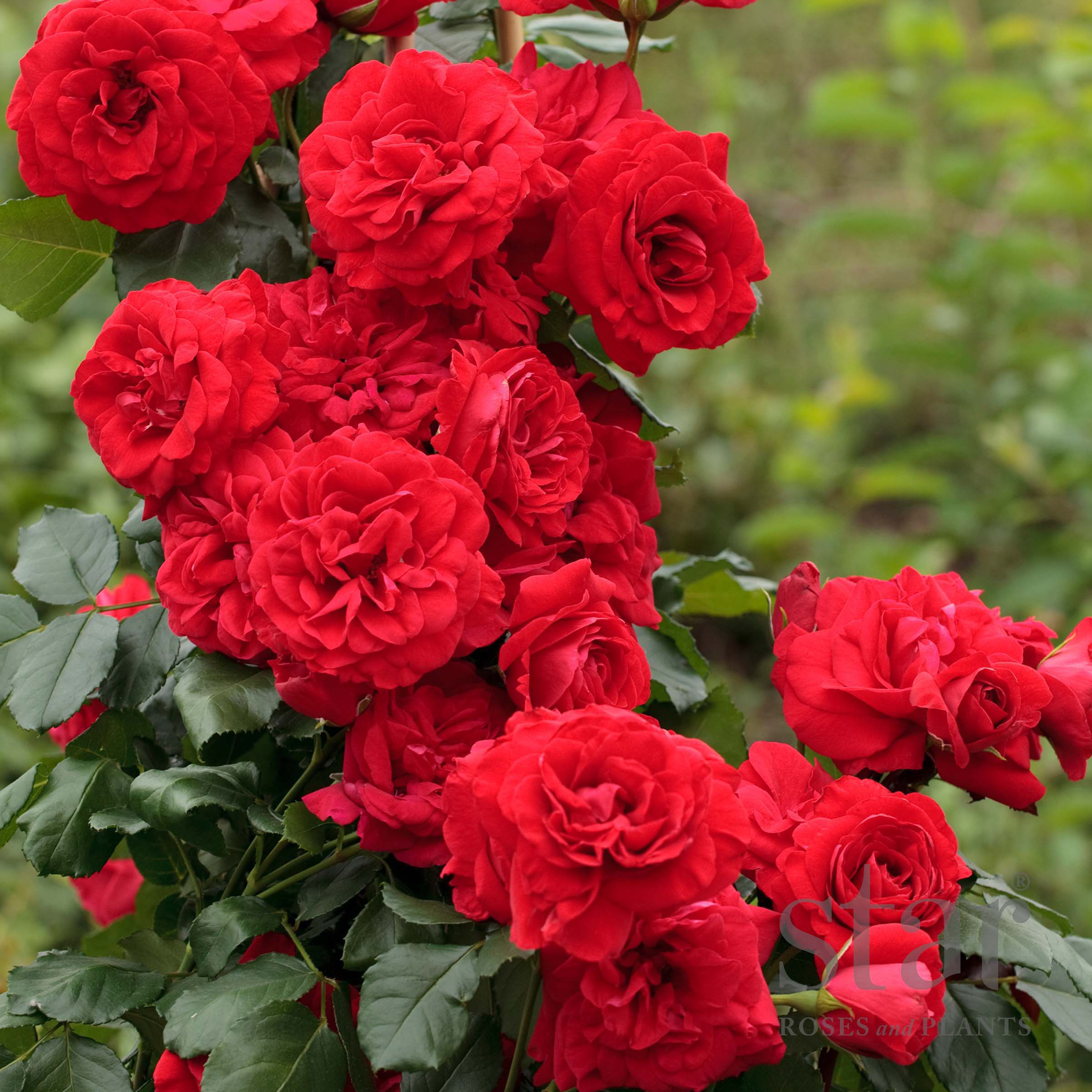 Star Roses Crimson Sky.jpg