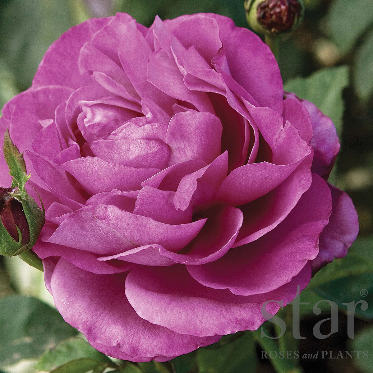 Rosa 'Heirloom' 36in