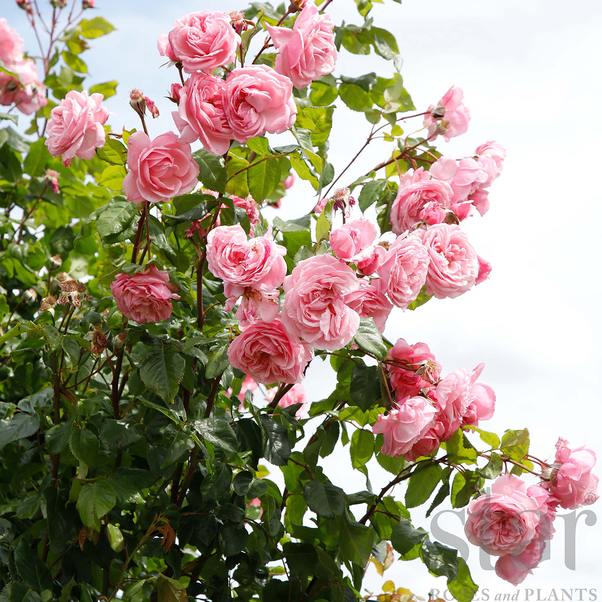 Rosa 'Kiss Me Kate Arborose'  