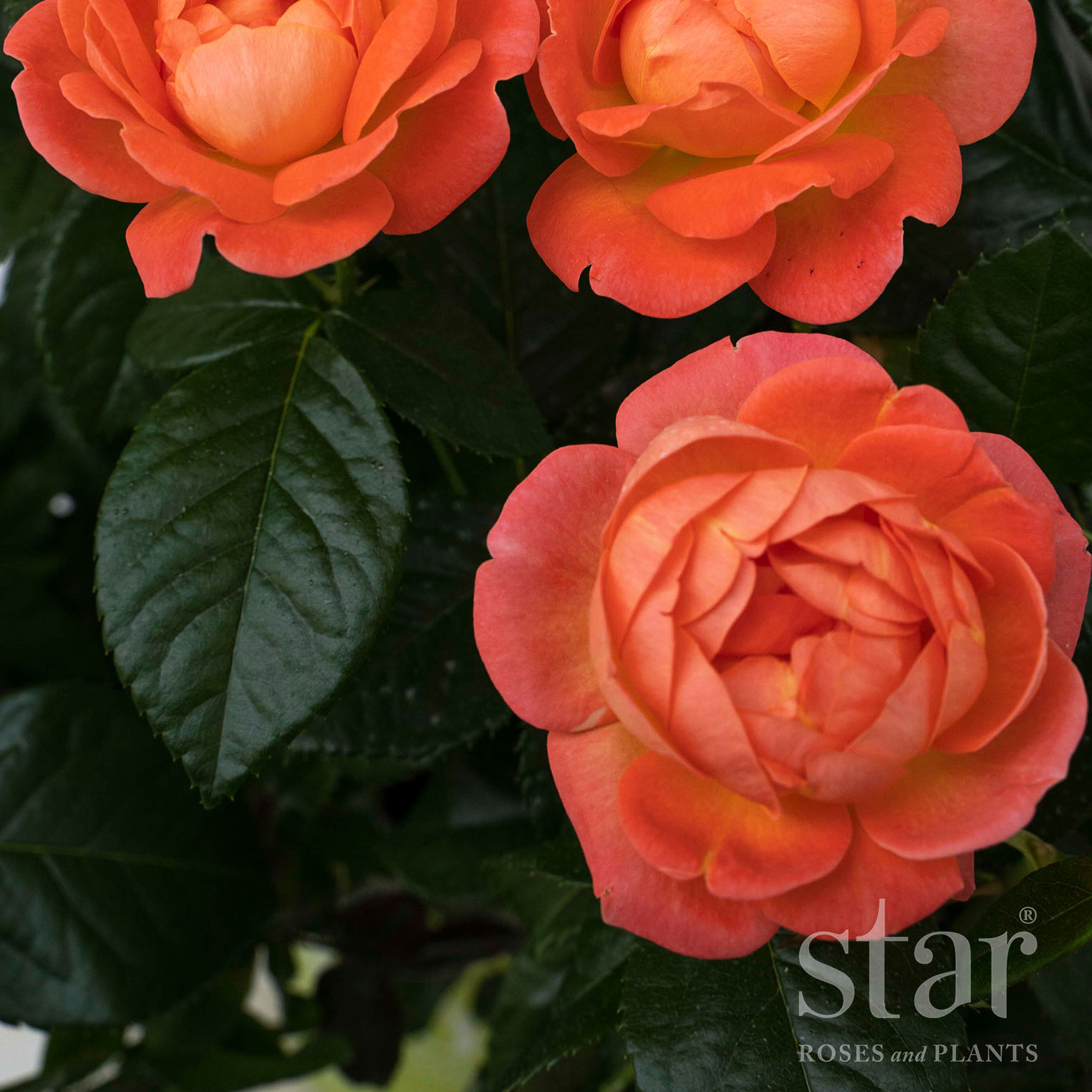 Rosa 'Orange Glow Knock Out' 24' Tree Form 