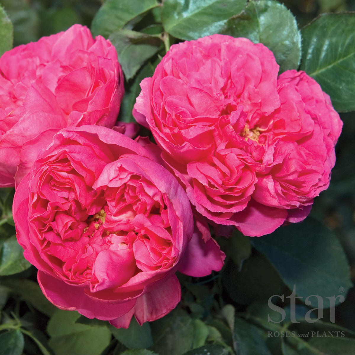 Rosa 'Pink Traviata'  