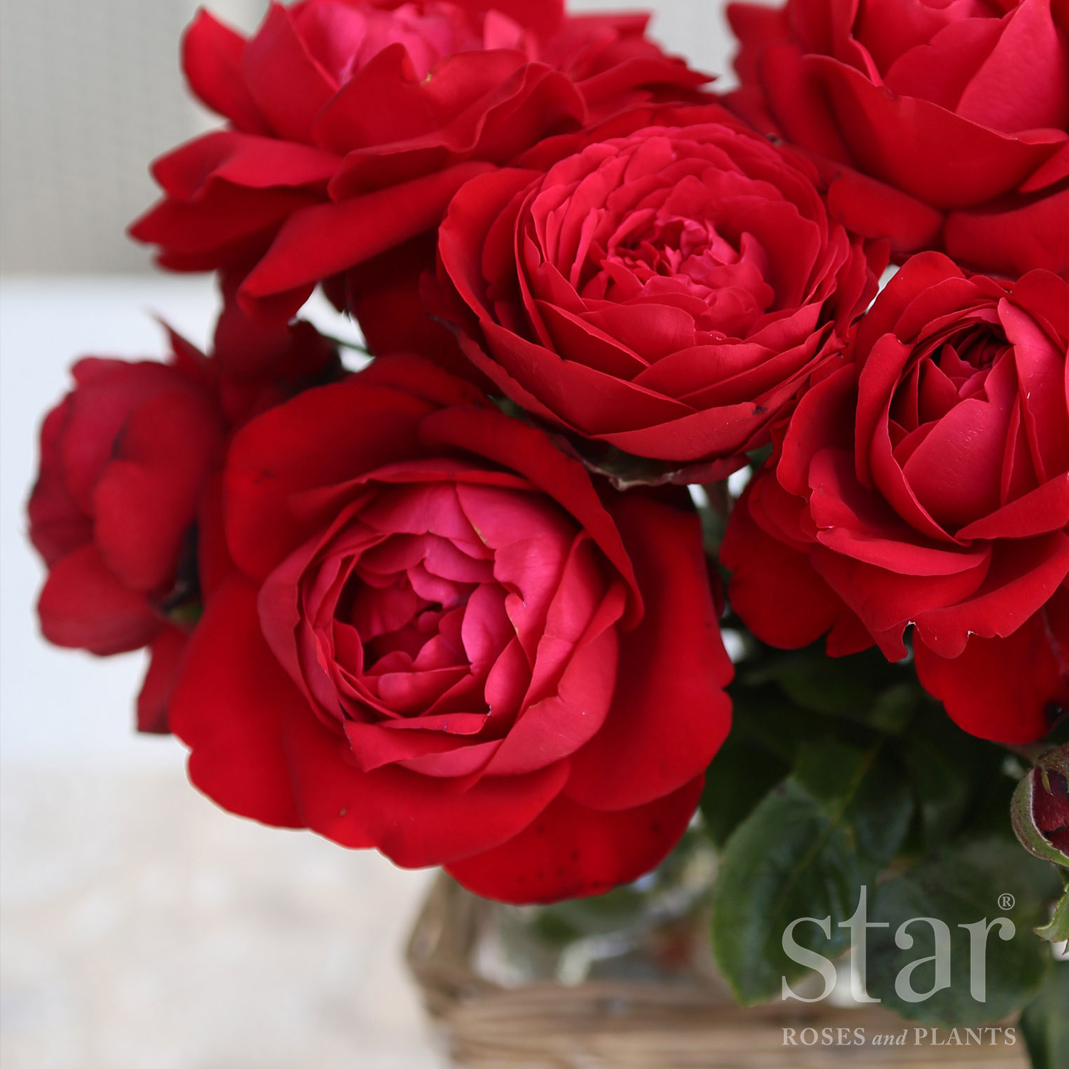 Star Roses Taimo 1_1.jpg