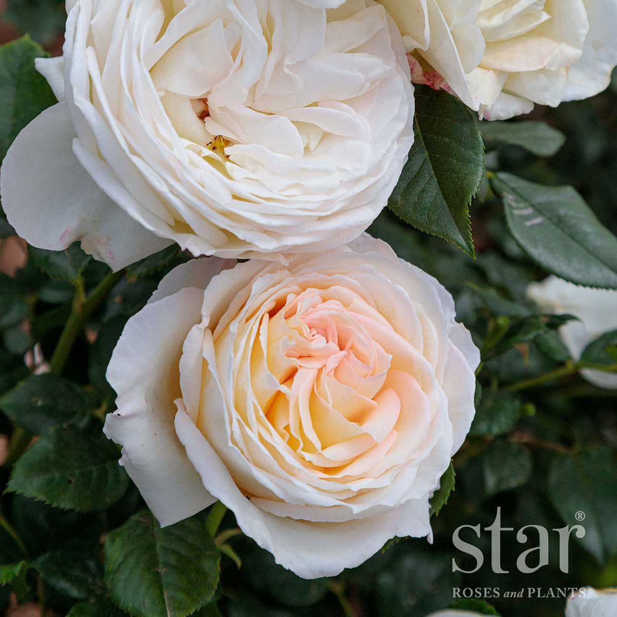 Rosa 'Top Cream' 