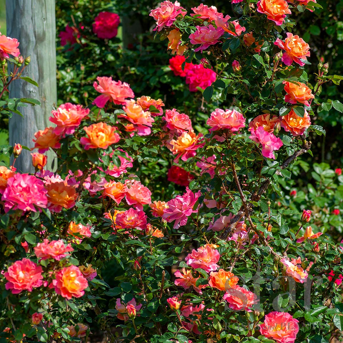 Rosa 'Fruity Petals' 