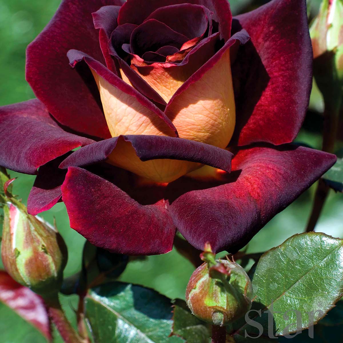 Rosa 'Dark Night'