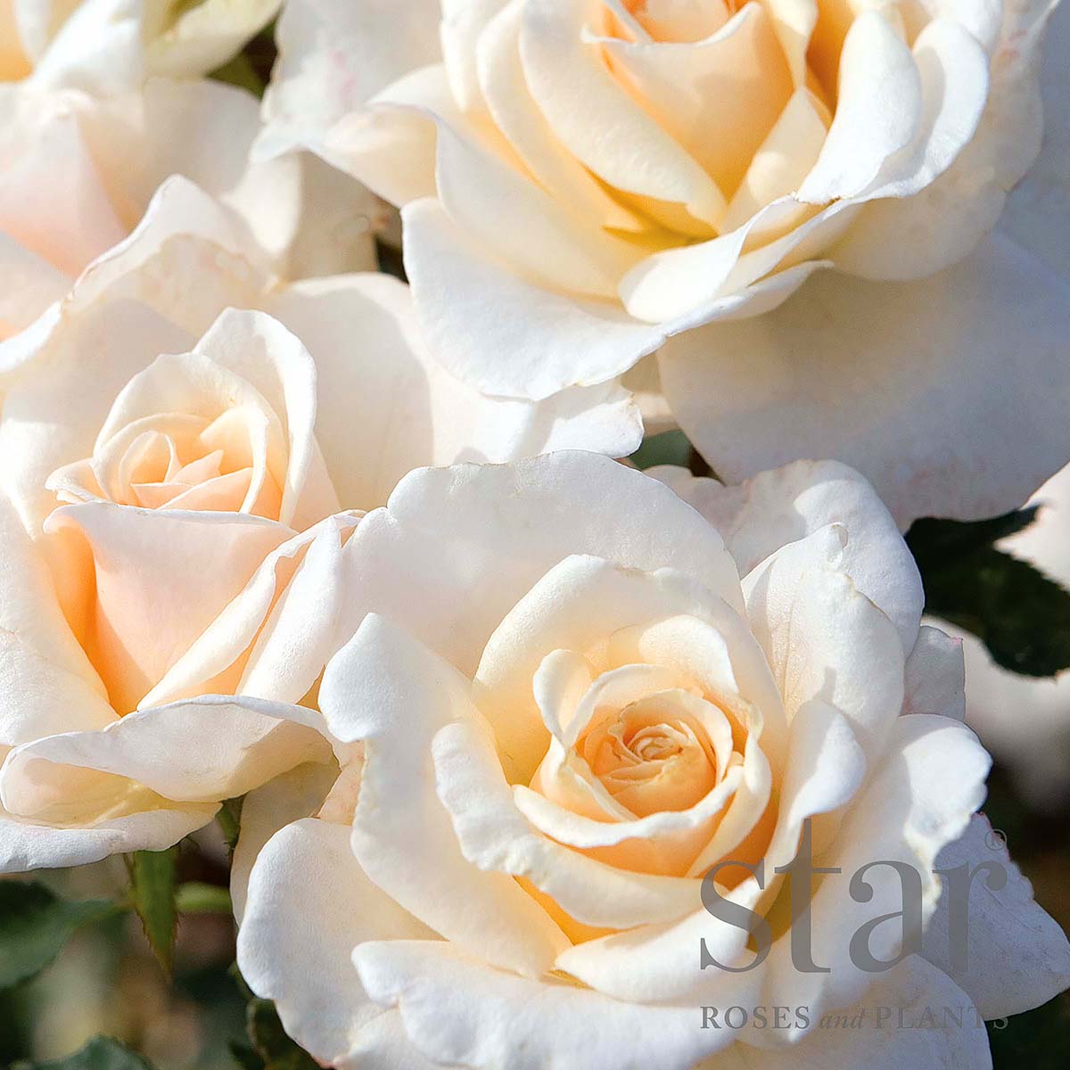 StarRoses_FrenchLace.jpg