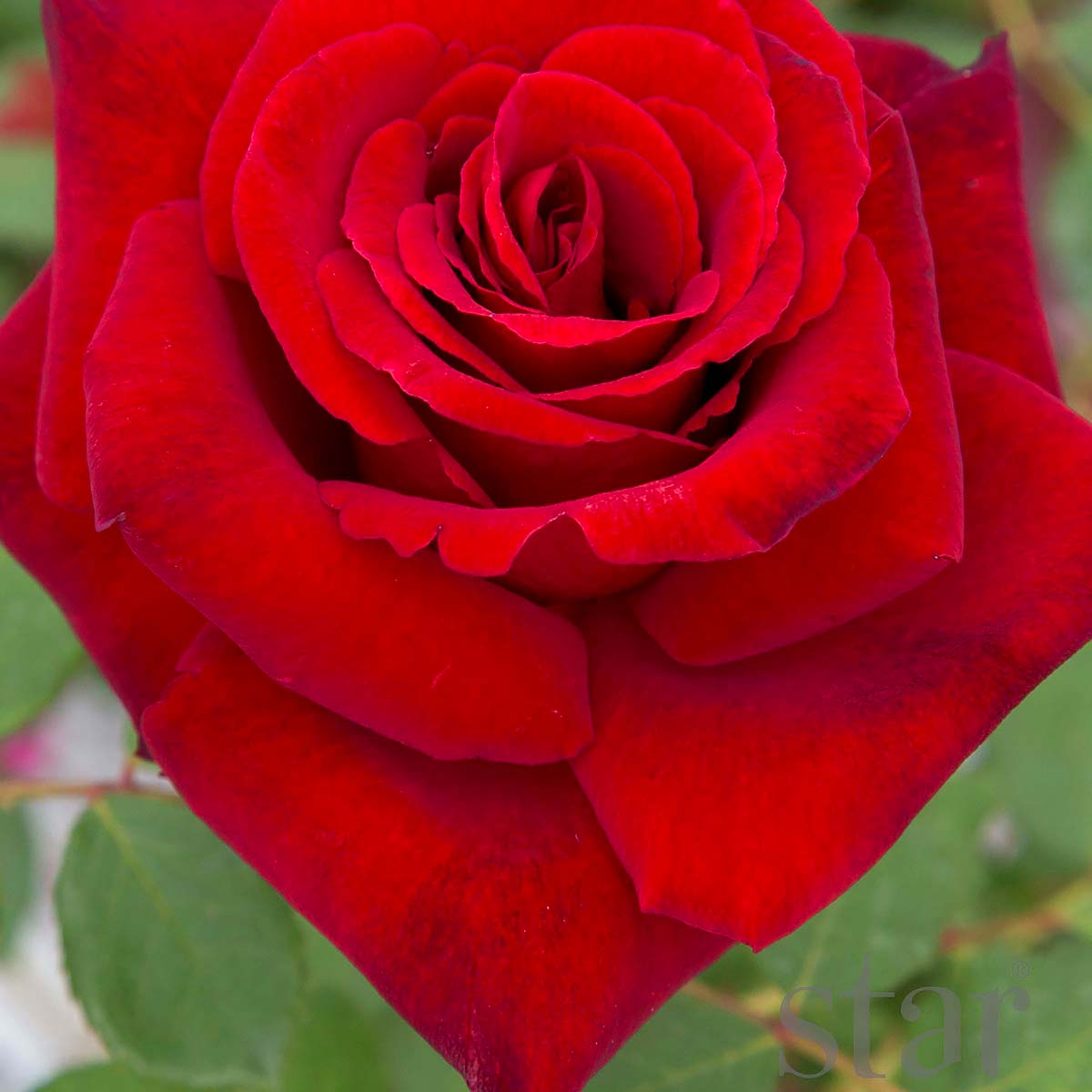 StarRoses_LovesPromise_.jpg
