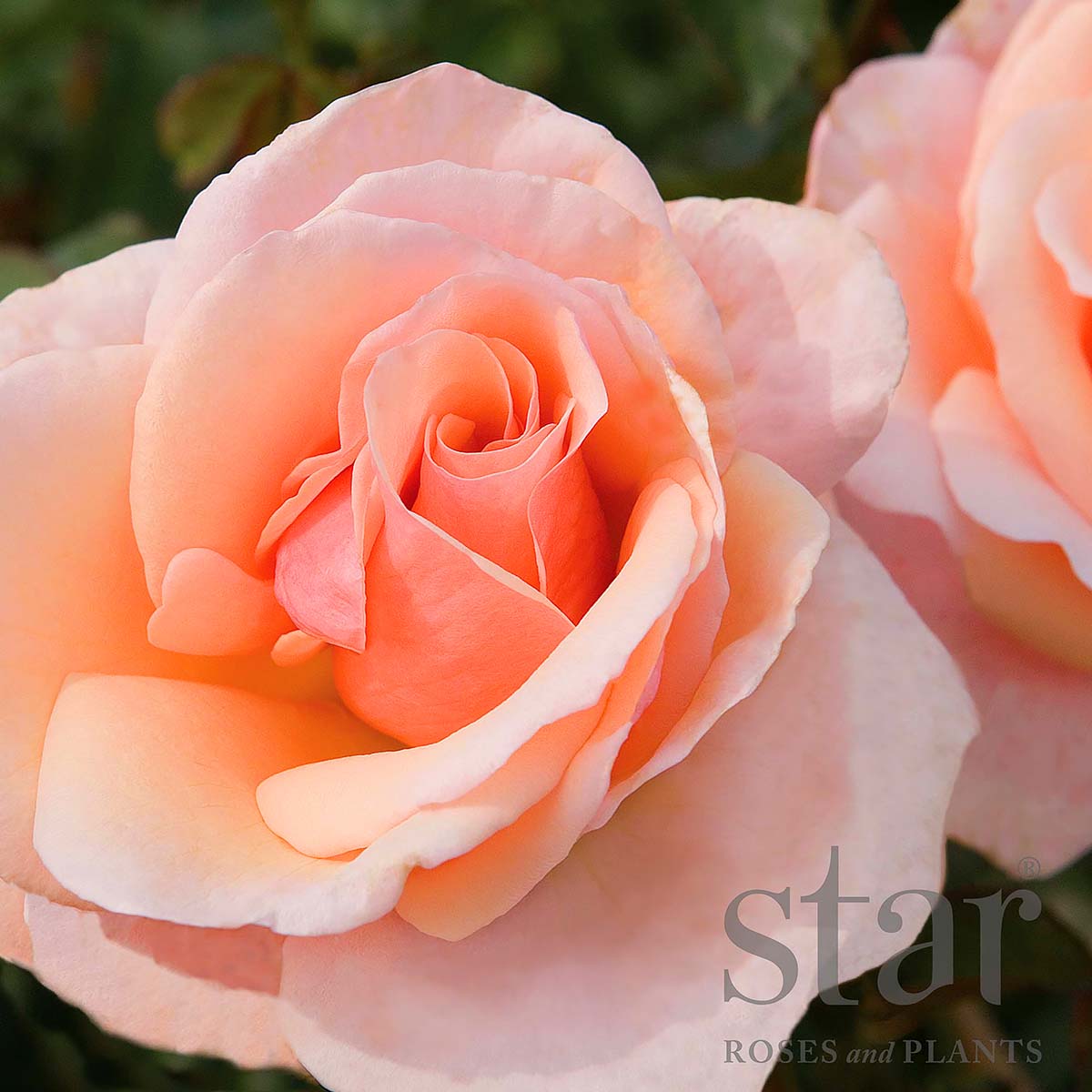 StarRoses_MotherOfPearl.jpg