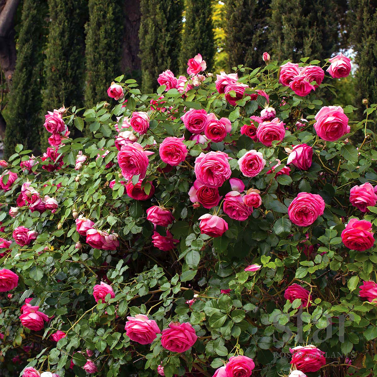 Rosa 'Pretty in Pink Eden Climber' 