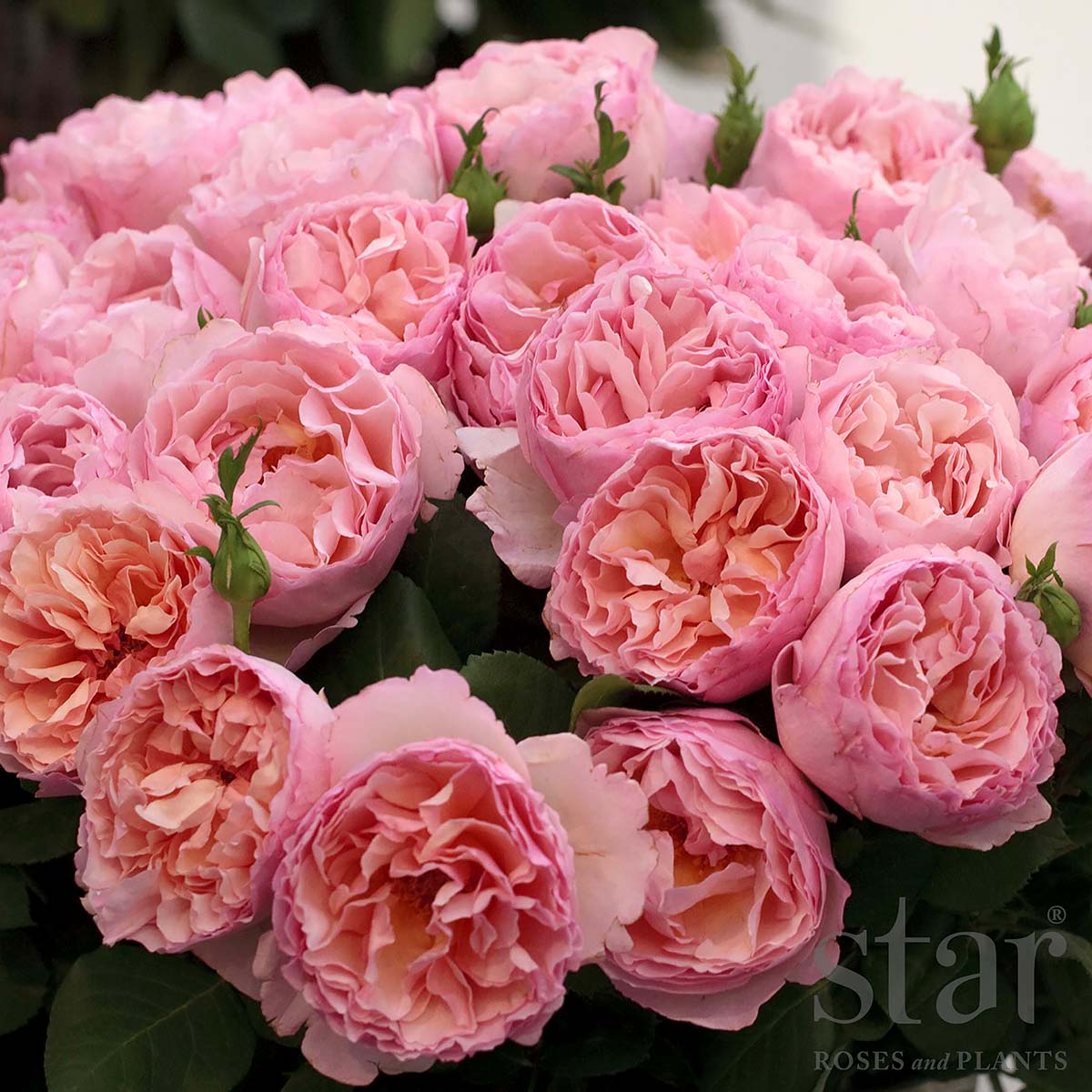 Rosa 'Princesse Charlene de Monaco' 