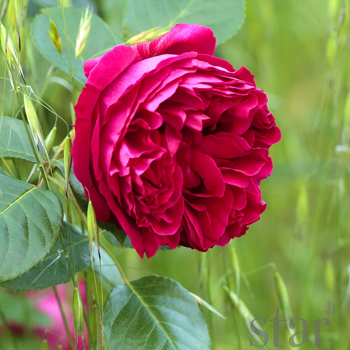 Rosa 'Red Eden Climber'  