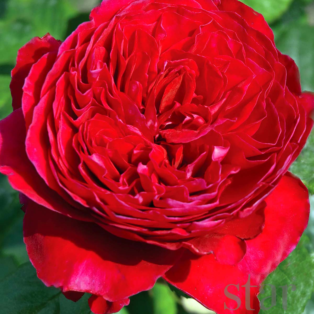StarRoses_RougeRoyale.jpg