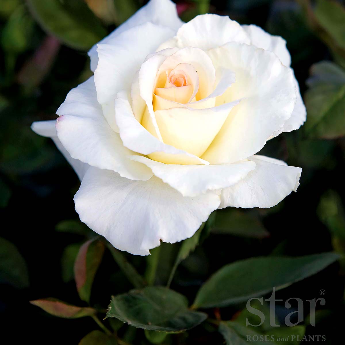 StarRoses_SecretsOut!.jpg