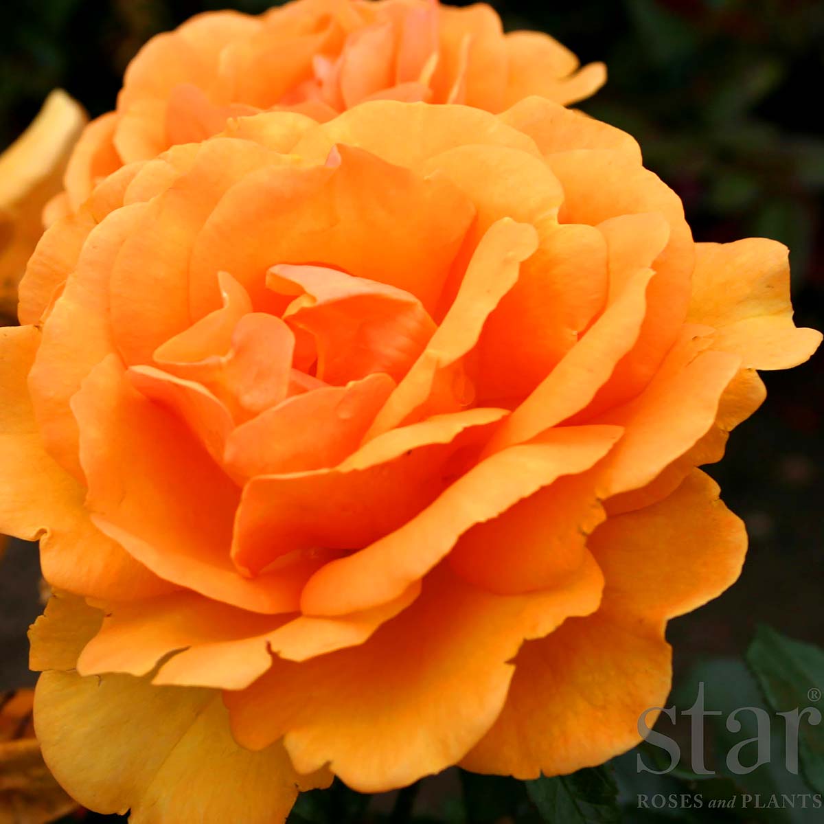 StarRoses_SouthAfricaSunbelt.jpg