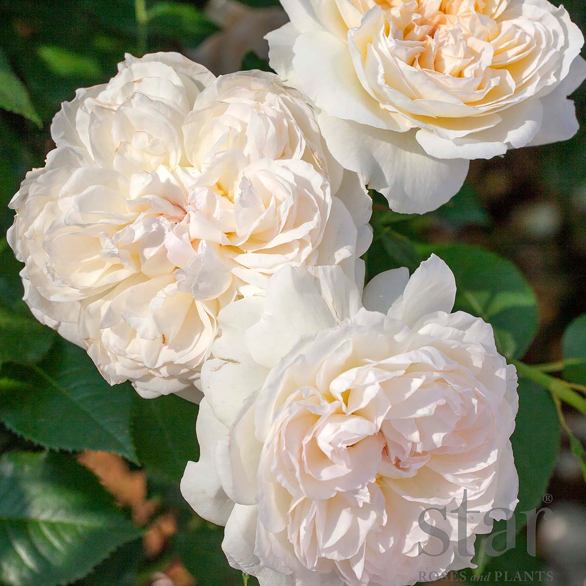 Rosa 'Bolero'