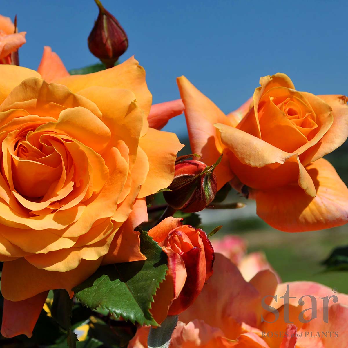 Rosa 'Tangerine Skies Arborose'
