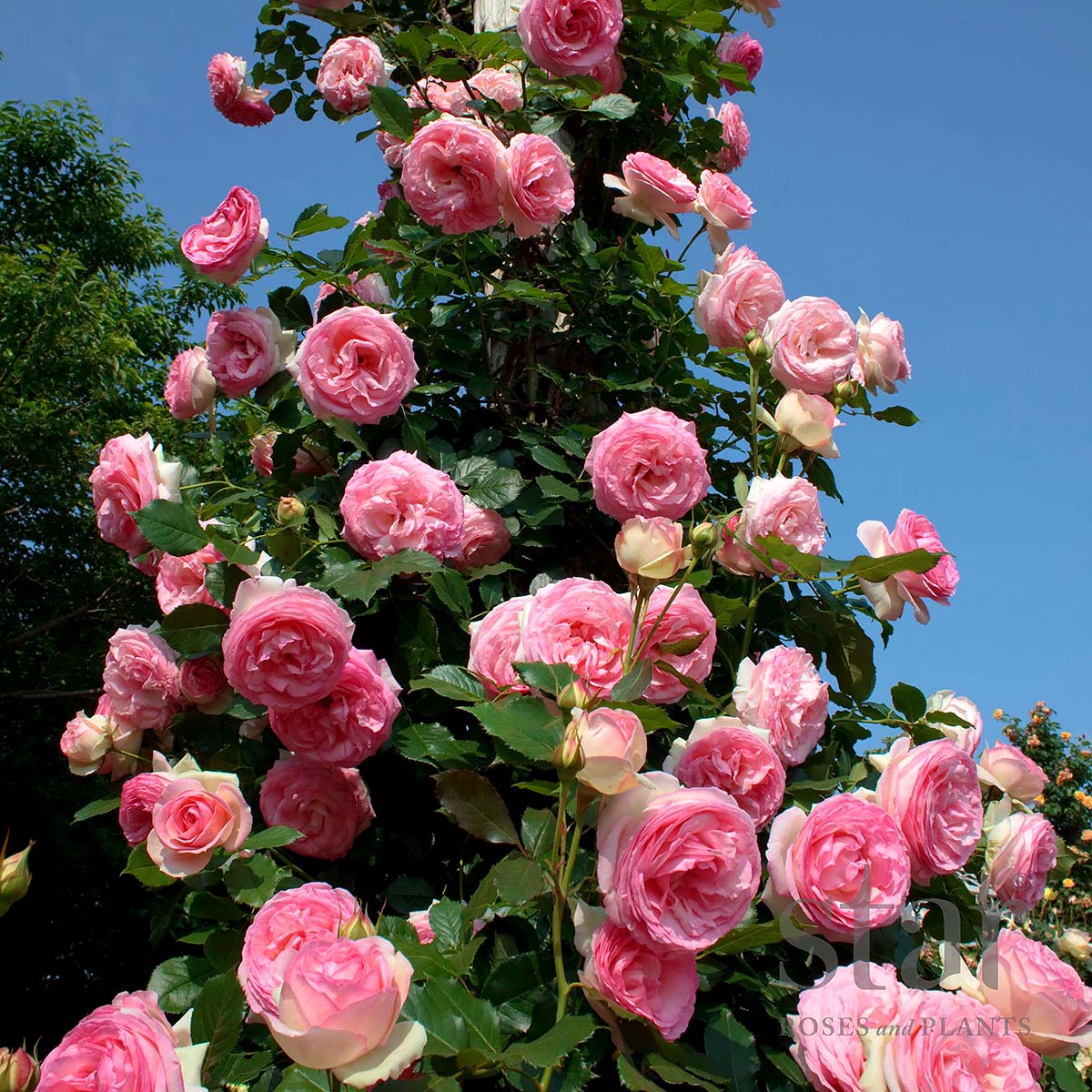 Rosa 'Eden Climber'