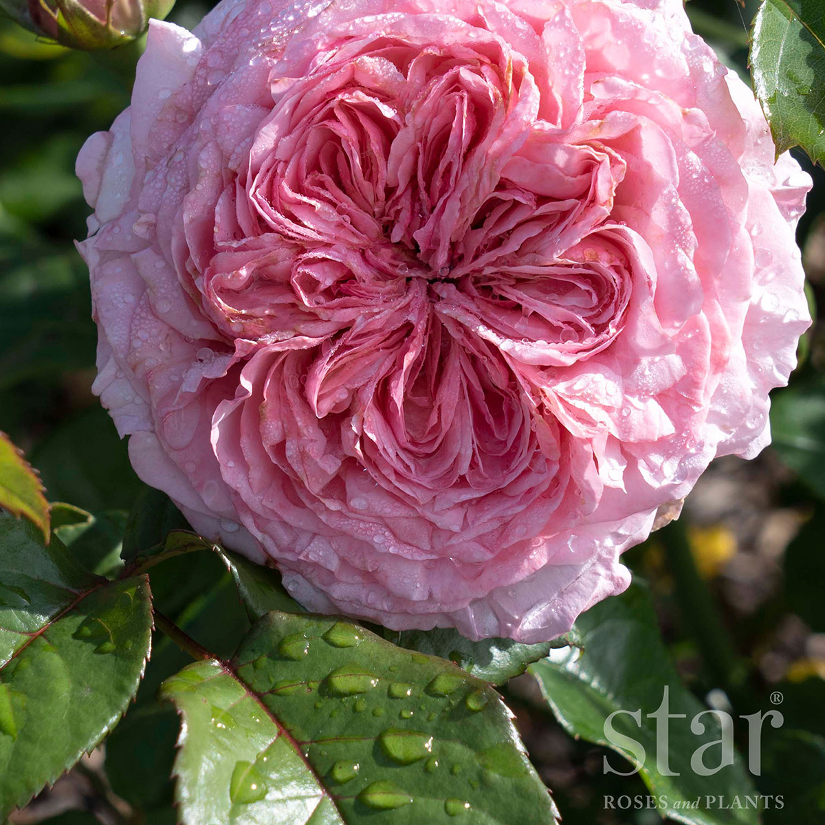 Rosa 'Ball Gown Romantica'  