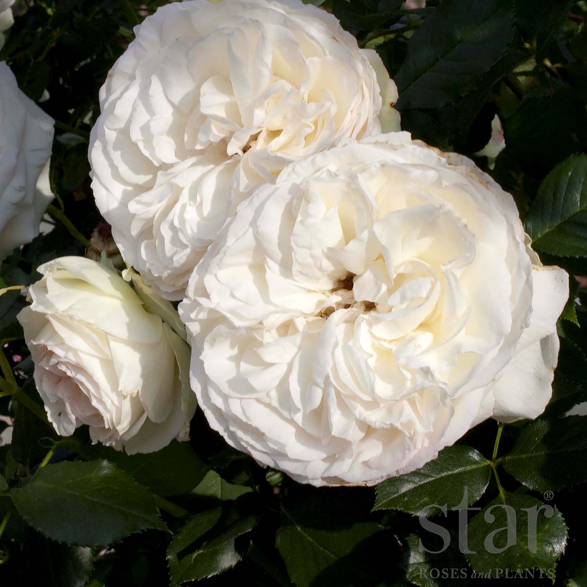 Rosa 'White Eden Climber' 