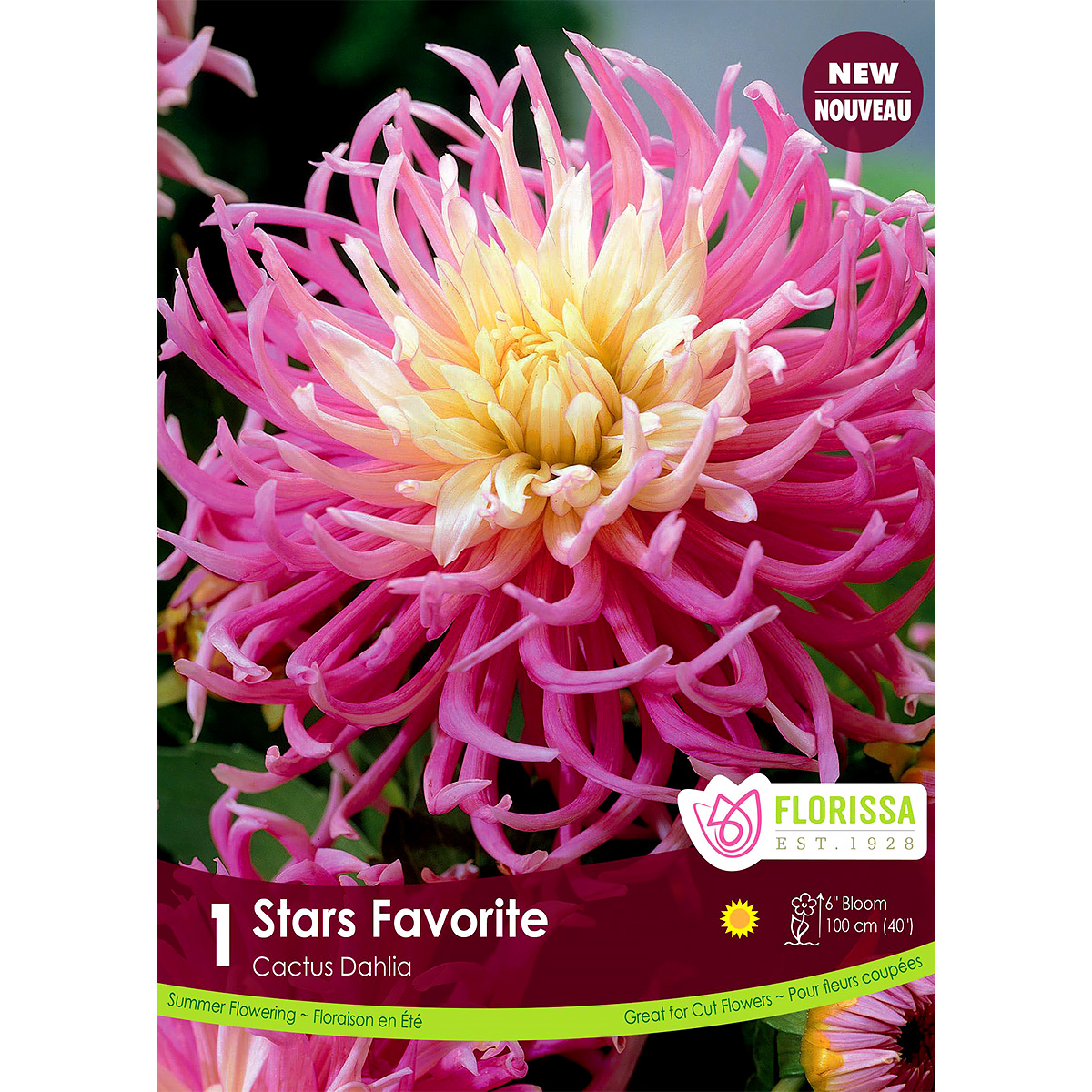 Fringed Dahlia 'Stars Favourite' Tuber 