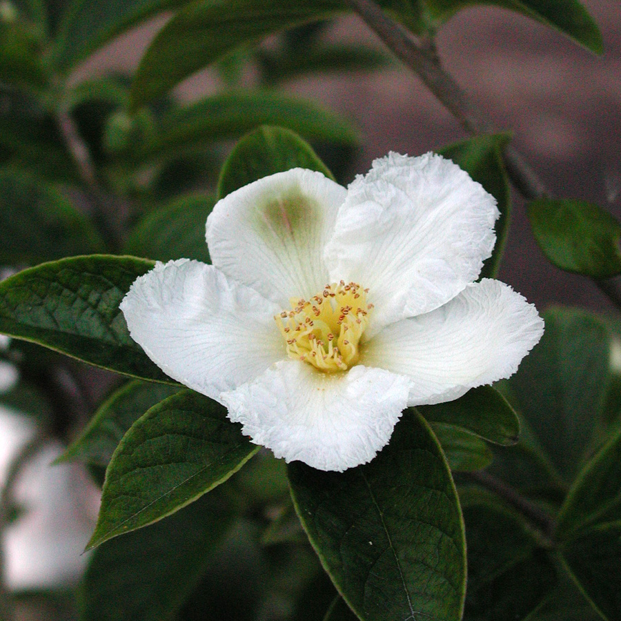 Stewartia pseudocamellia