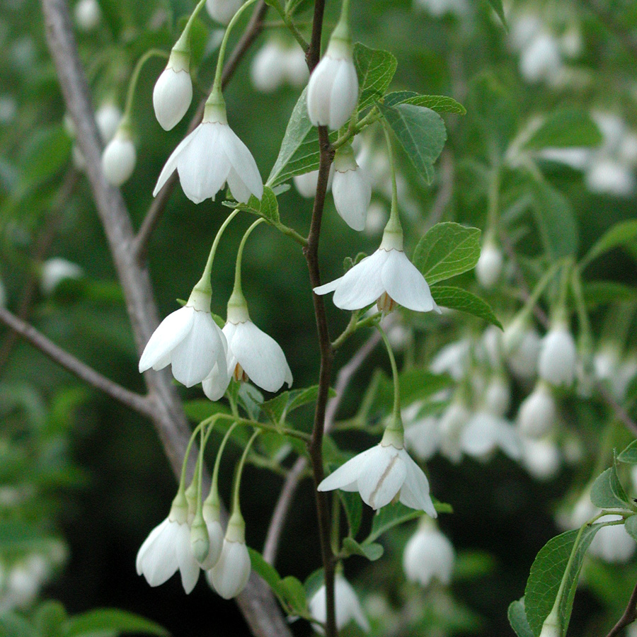 Styrax japonicus