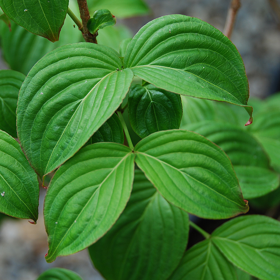 Styrax obassia 1.5in 