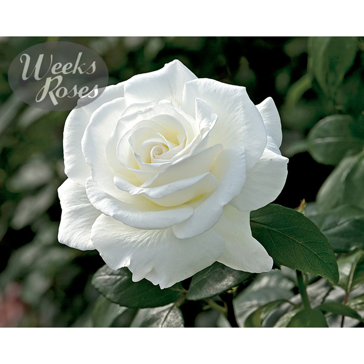 Rosa 'Sugar Moon'