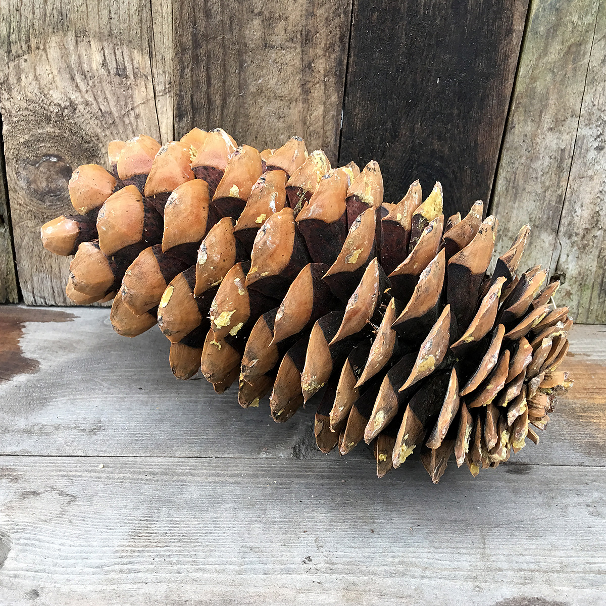 Christmas Greens - Large Sugar Pine Cone   