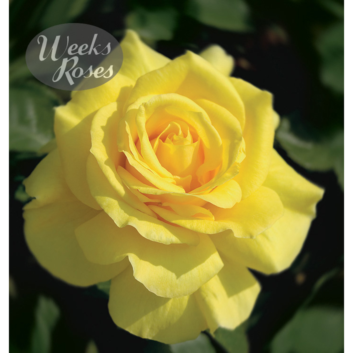 Rosa 'Sunsprite' TF 24'