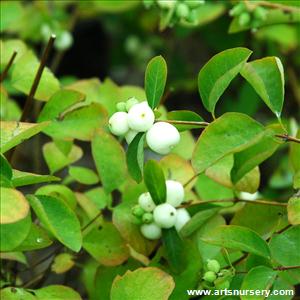 Symphoricarpos albus 