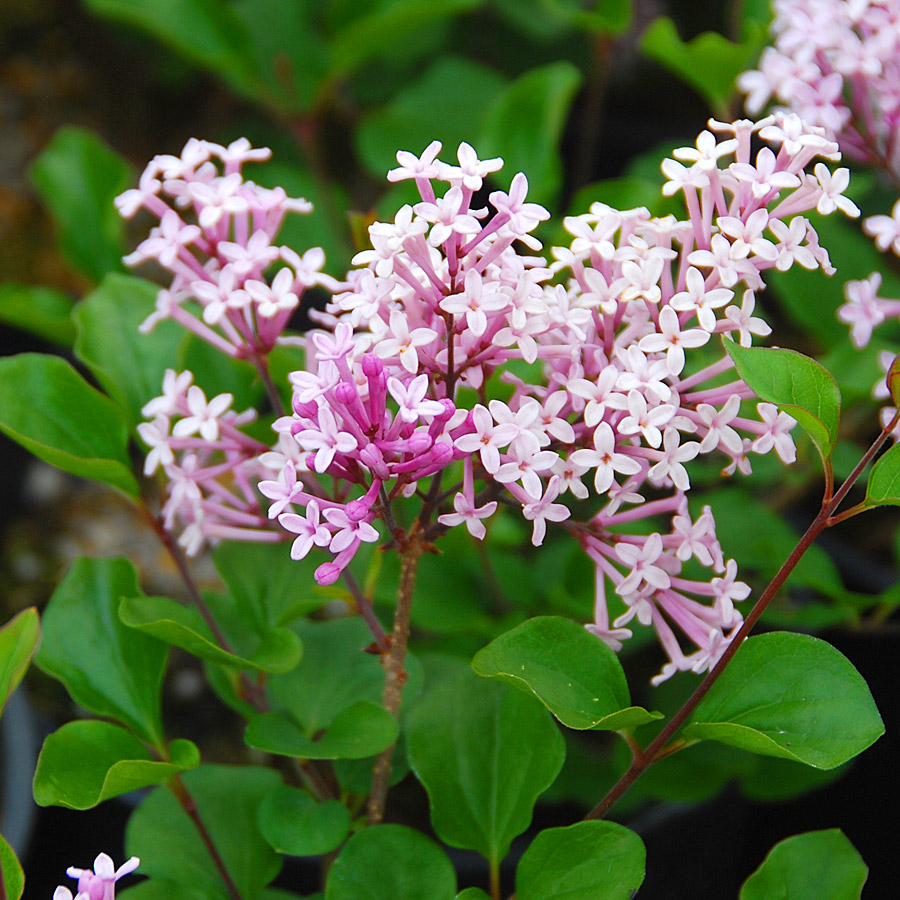 Syringa meyeri 'Palibin' Tree