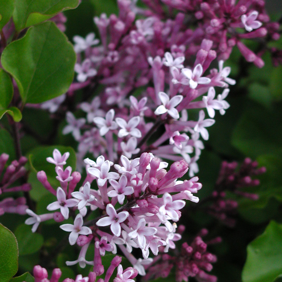 Syringa meyeri 'Palibin' 