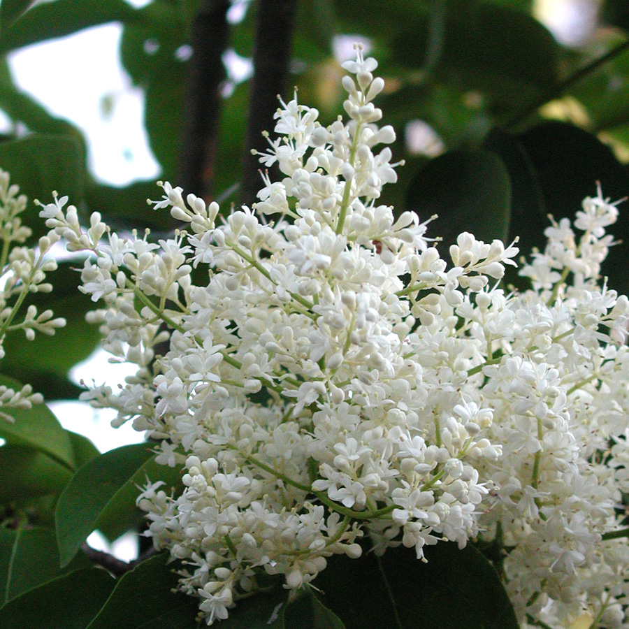 Syringa reticulata 'Ivory Silk' 